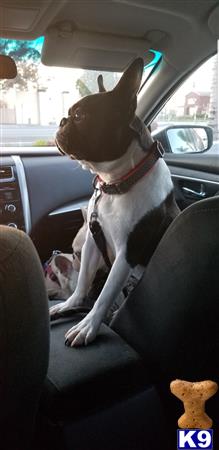 a boston terrier dog sitting in a car