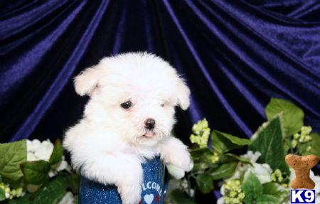40 HQ Photos Maltese Puppy Price Philippines / Quality MALTESE PUPPY For Sale Cebu-Philippines 632
