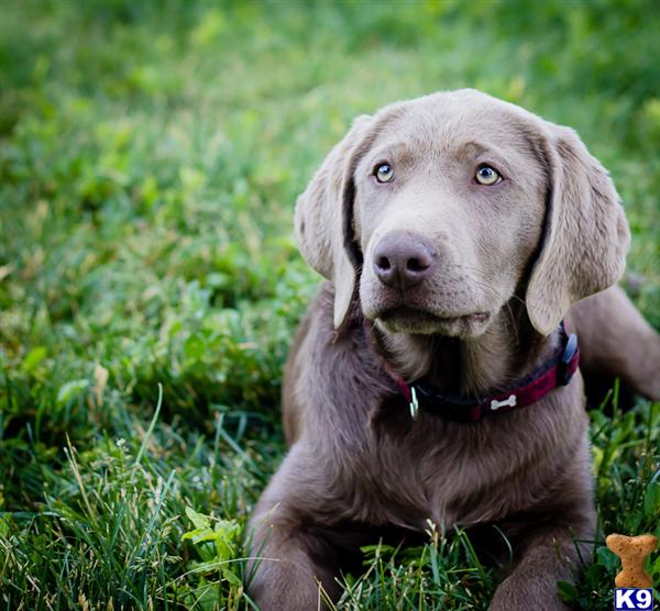 Ty - Professionally Obedience Trained Silver Lab