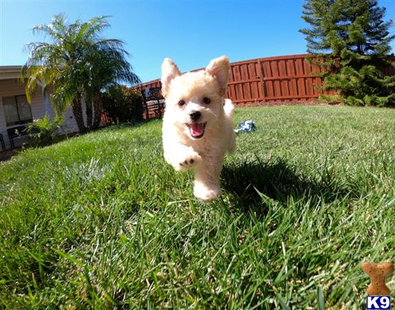 a poodle dog running through grass