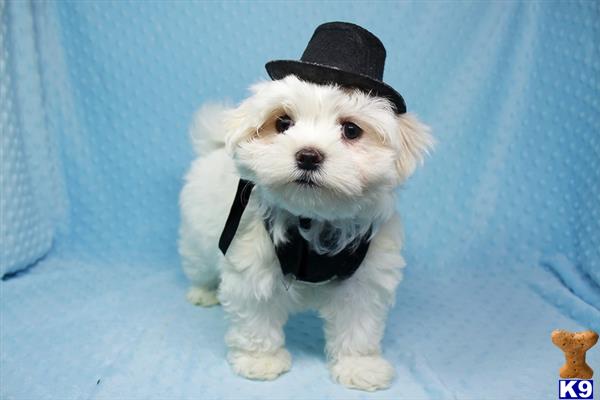 a maltese dog wearing a hat