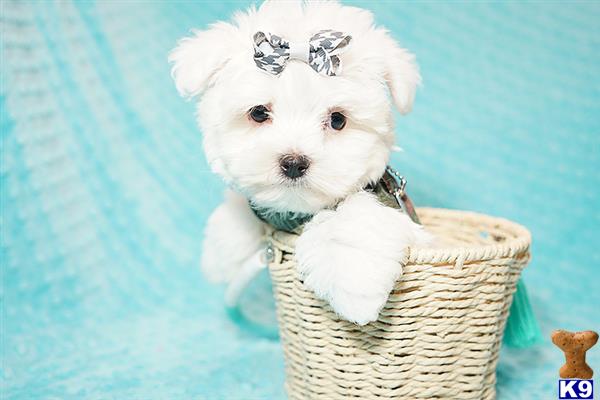 a maltese dog wearing a bow tie