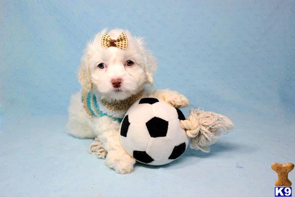 a maltipoo dog holding a football ball
