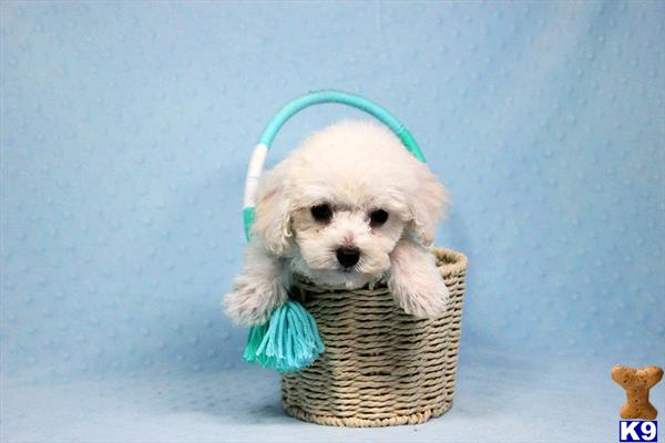 a maltipoo dog in a basket