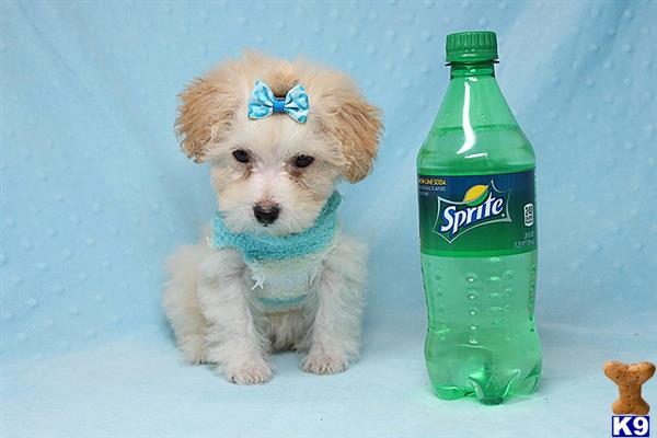 a maltipoo dog wearing a bow tie and a bottle of liquid