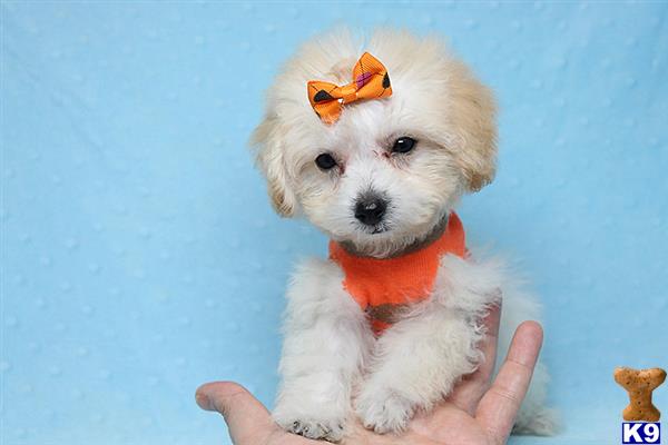 a person holding a maltipoo dog