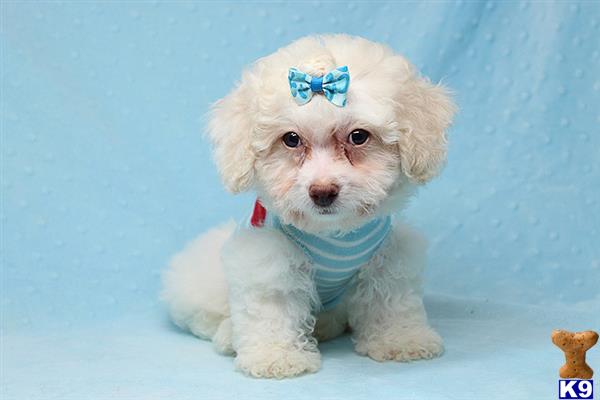 a white maltipoo puppy wearing a blue bow tie