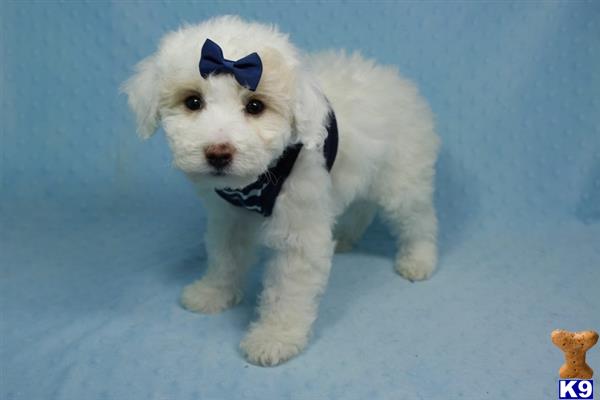 a white poodle puppy wearing a bow tie