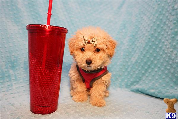 a poodle dog with a red leash tied to a red cylindrical object
