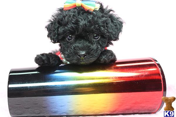 a small black mixed breed dog