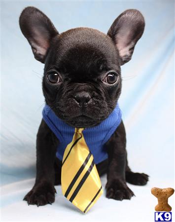 a small black mixed breed dog wearing a yellow tie