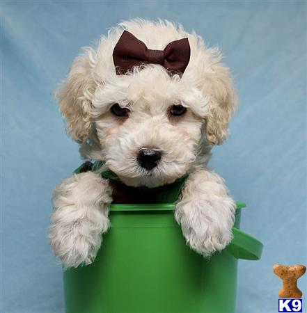 a mixed breed dog in a green pot