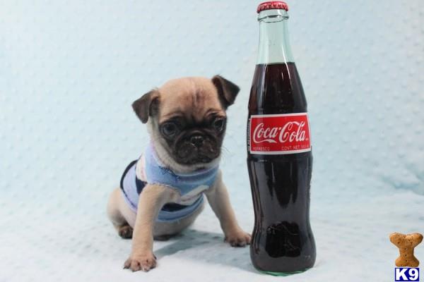 a mixed breed dog wearing a shirt and a bottle of soda