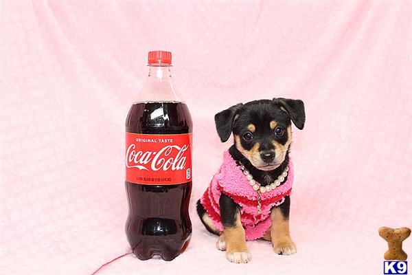 a mixed breed dog wearing a scarf and a bottle of soda