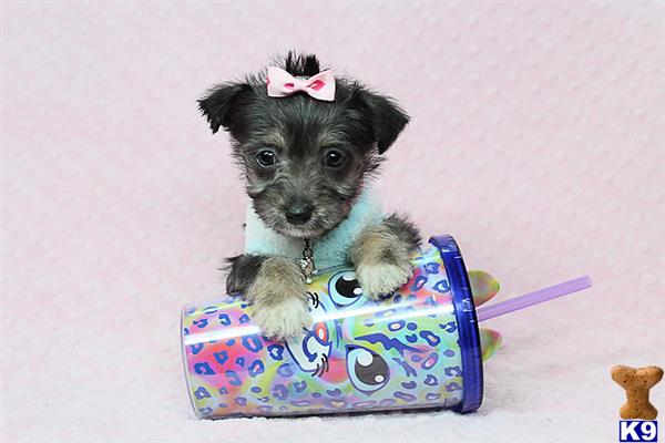 a mixed breed dog in a basket