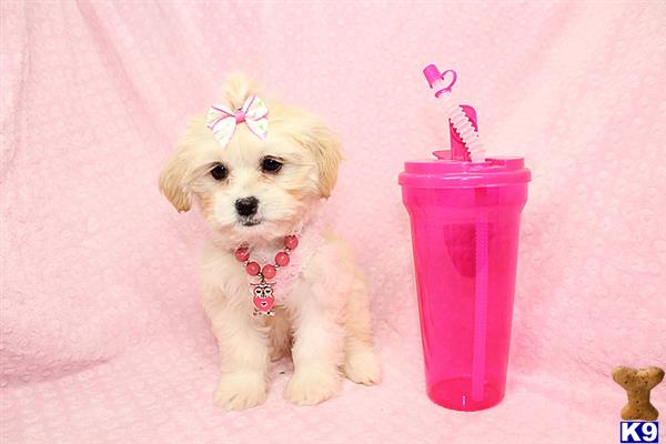 a mixed breed dog with a pink cup and a pink tube with a pink ribbon