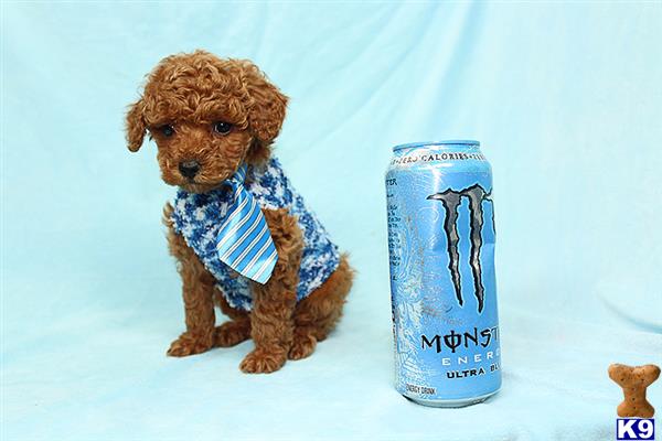 a mixed breed dog next to a can
