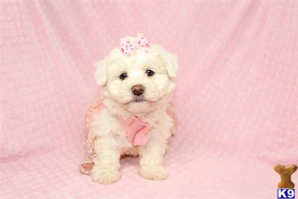 a mixed breed dog wearing a pink bow