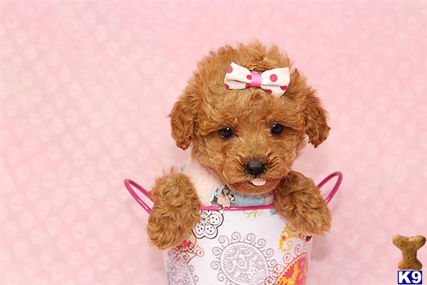 a stuffed animal on a pink background
