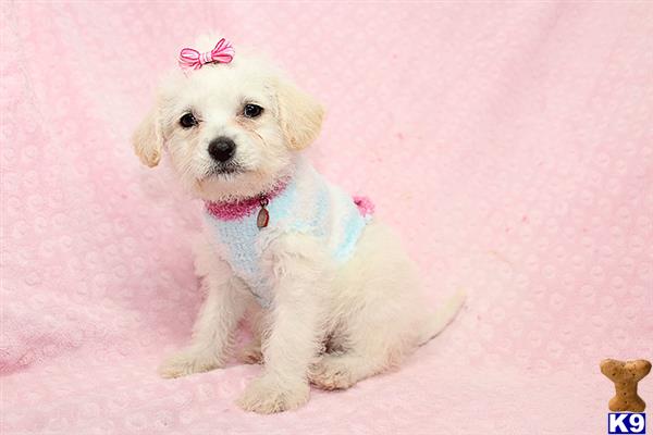 a white mixed breed dog with a pink bow