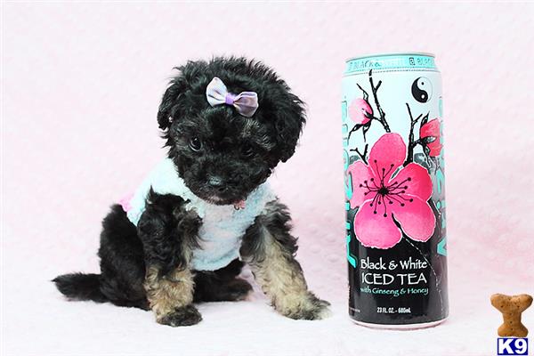 a stuffed animal next to a bottle