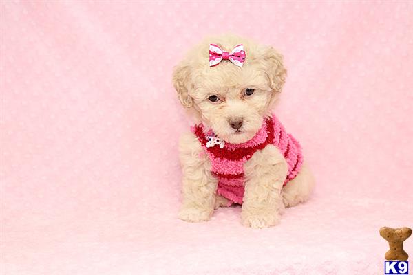 a mixed breed dog wearing a pink shirt