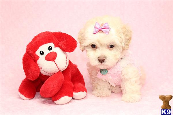 a mixed breed dog and a stuffed animal