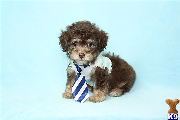 a mixed breed dog wearing a blue tie