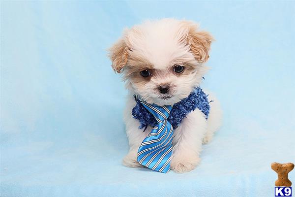 a small white mixed breed dog wearing a blue scarf