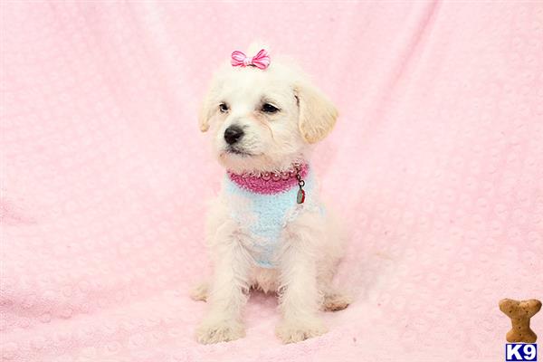 a mixed breed dog wearing a shirt