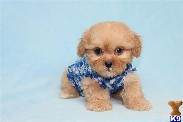a small mixed breed dog wearing a blue shirt