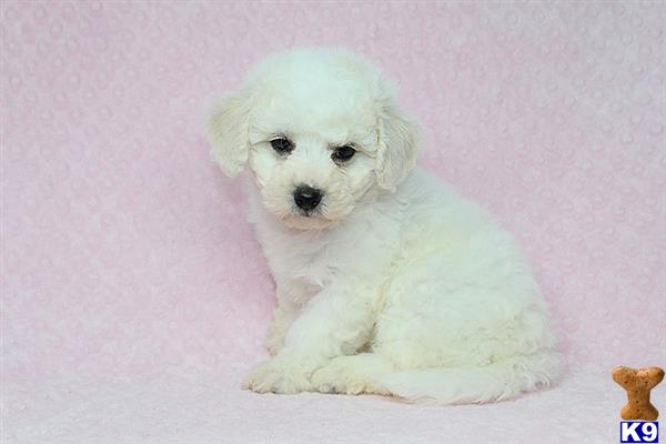 a white fluffy mixed breed dog