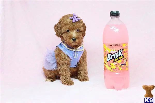 a mixed breed dog wearing a sweater and a bottle of pink liquid
