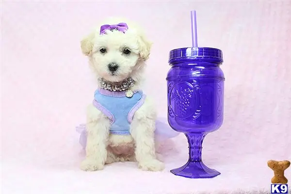 a mixed breed dog wearing a blue shirt and a purple and white dress
