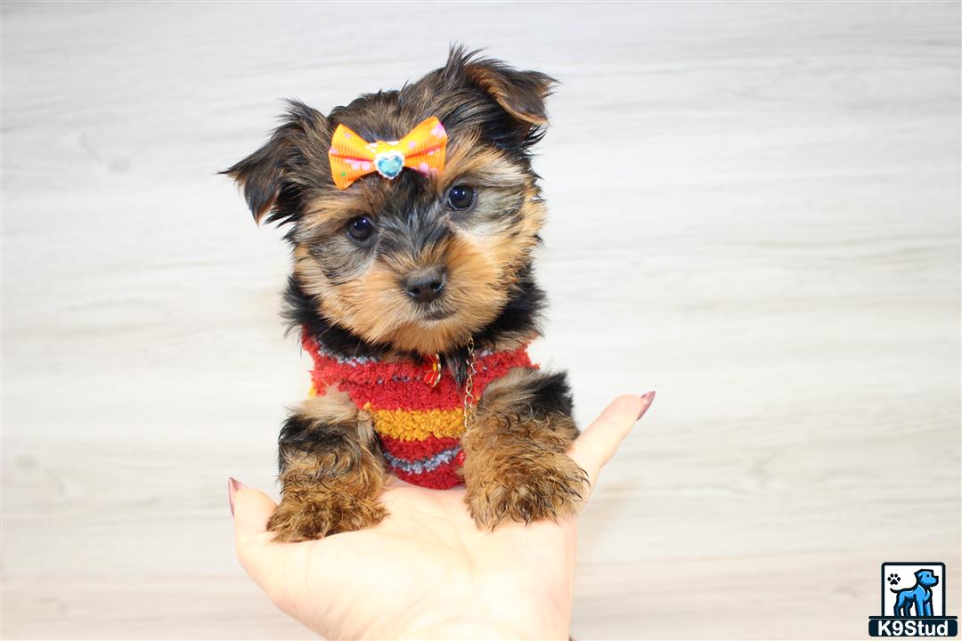 a mixed breed dog wearing a garment