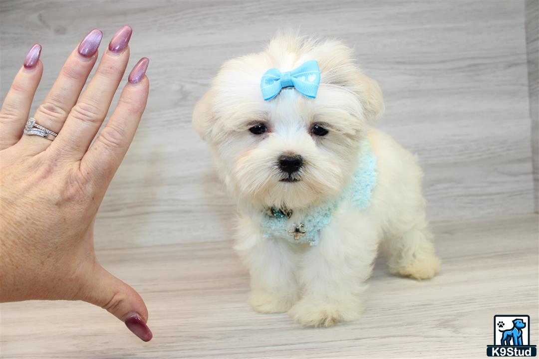 a hand holding a small white mixed breed dog