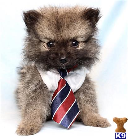 a small brown pomeranian dog wearing a red and blue tie
