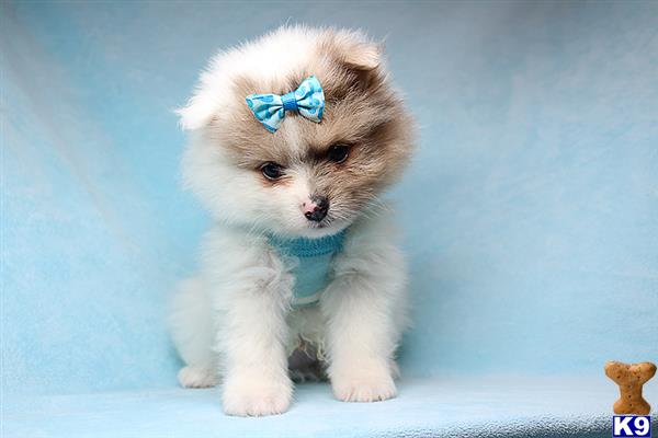 a small pomeranian puppy wearing a blue bow