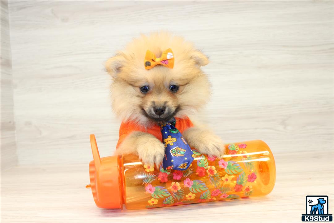 a pomeranian dog wearing a garment