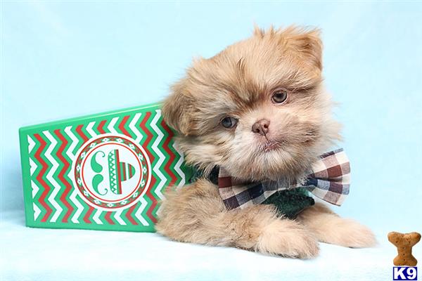 a shih tzu dog wearing a bow tie