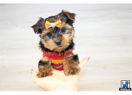 a mixed breed dog wearing a garment