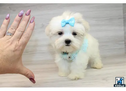 a hand holding a small white mixed breed dog