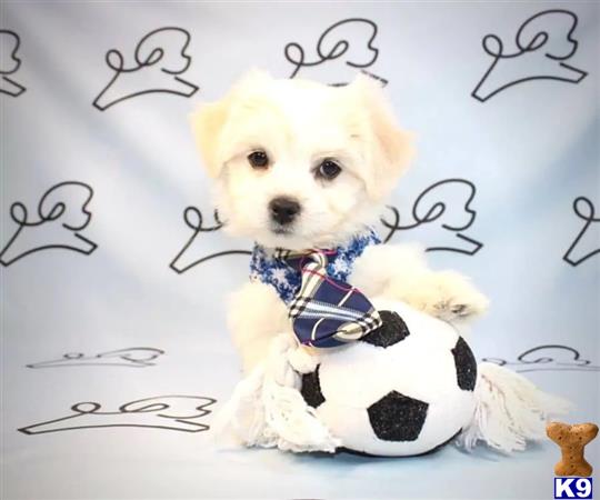 a mixed breed dog holding a football ball