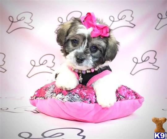 a mixed breed dog wearing a pink dress