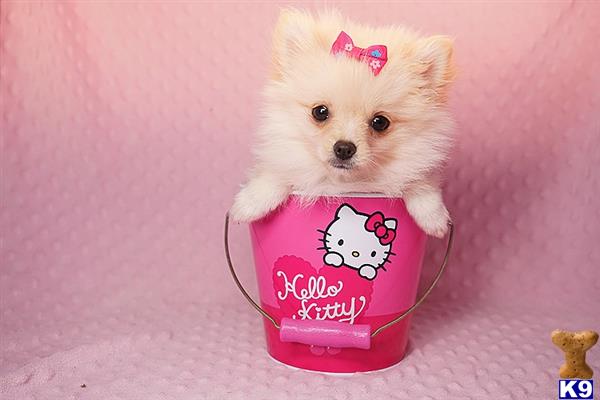 a small pomeranian dog in a pink heart shaped container