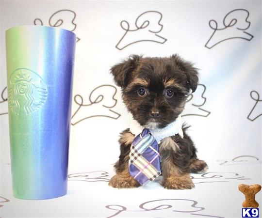 a small yorkshire terrier dog wearing a tie