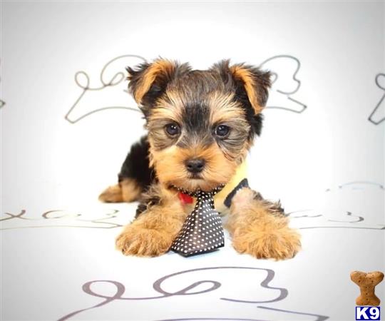 a yorkshire terrier dog wearing a bow tie