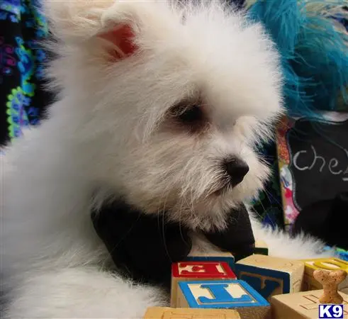 a white maltipoo dog with a blue and white fur
