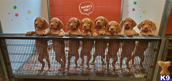 a group of vizsla dogs on a cage