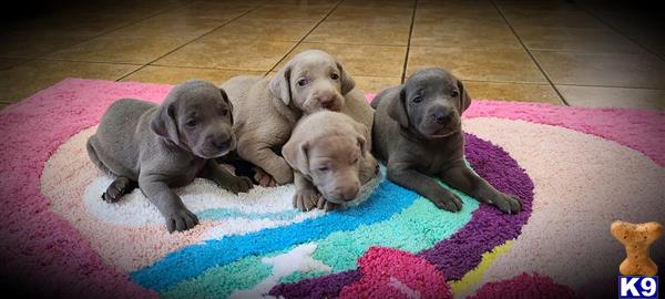a group of weimaraner puppies on a purple blanket